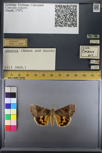 Media type: image;   Entomology 741251